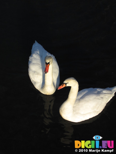 SX12263 Swans on Ogmore river